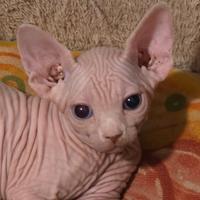 Sphynx occhi impari