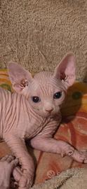 Sphynx occhi impari