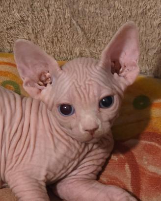 Sphynx occhi impari