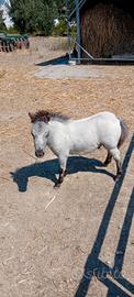 Mini pony