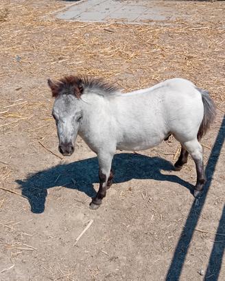 Mini pony