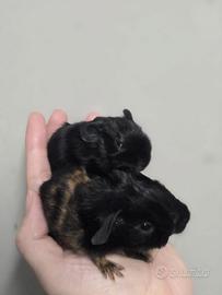 Cavie Porcellino d'india