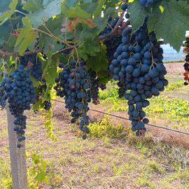 Uva da  vino