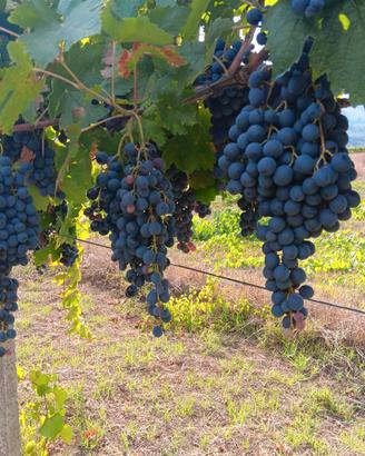 Uva da  vino