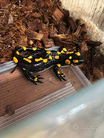 Salamandra salamandra