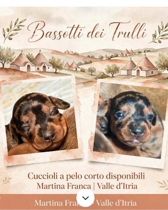 Bassotti