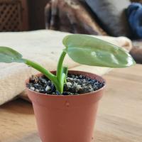 Philodendron Silver Sword Baby Pianta