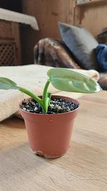 Philodendron Silver Sword Baby Pianta