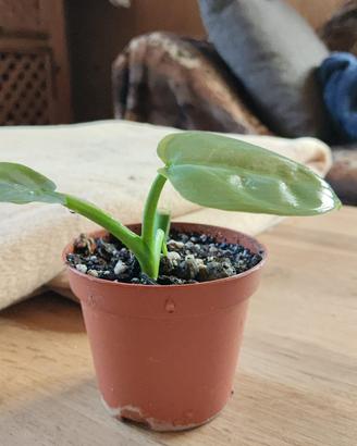 Philodendron Silver Sword Baby Pianta
