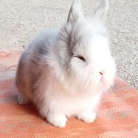 Coniglietti testa di leone