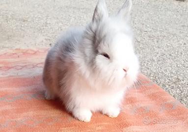 Coniglietti testa di leone