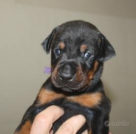 Cuccioli di dobermann