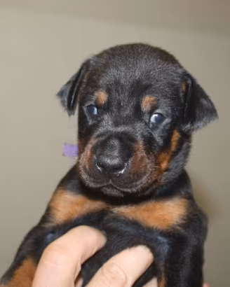 Cuccioli di dobermann