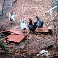 Galletti sebrigth e incrocio