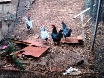 Galletti sebrigth e incrocio