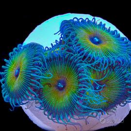 Palytoa Captain Jerk