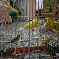 Uccellini