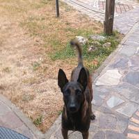 Pastore belga malinois