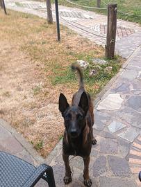 Pastore belga malinois