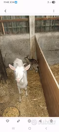 Capra +capretta