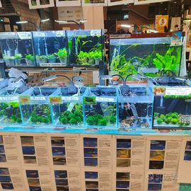 Endler wingei varie tipologie