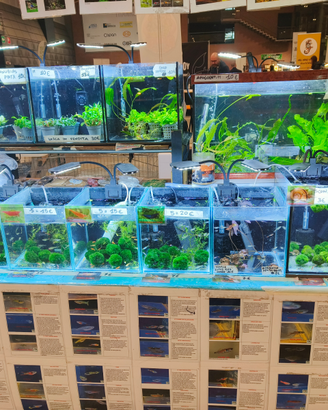 Endler wingei varie tipologie