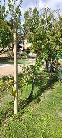 Pali in cemento per vigneti