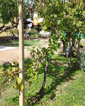 Pali in cemento per vigneti