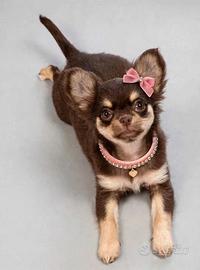 Chihuahua femmina cioccolato