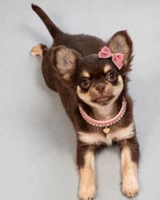 Chihuahua femmina cioccolato