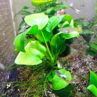 Piante acquario tropicale