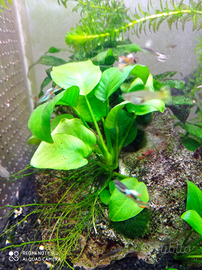 Piante acquario tropicale