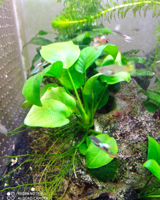 Piante acquario tropicale