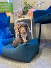 Cucciolo bassotto Isabelle & tan