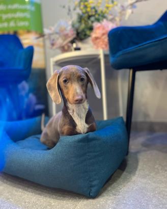 Cucciolo bassotto Isabelle & tan