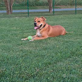 Amstaff cucciolo 