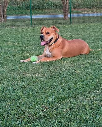 Amstaff cucciolo 