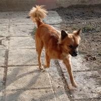 Cane simil volpino