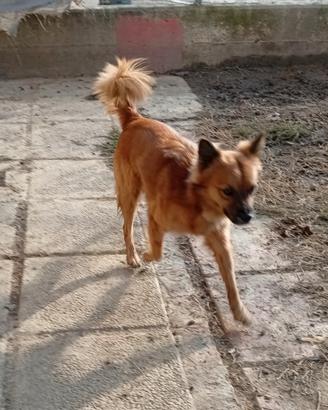 Cane simil volpino