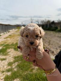 Maltipoo mini toy