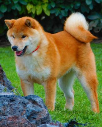 Dolce cucciolone Shiba