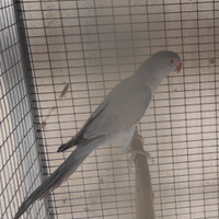 Parrocchietti dal collare