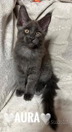 Maine Coon Blu Cucciola con Pedigree