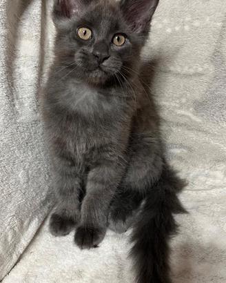 Maine Coon Blu Cucciola con Pedigree