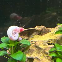 Lumache Planorbarius corneus Pink Selection