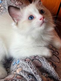 Meravigliosi Cuccioli di Ragdoll