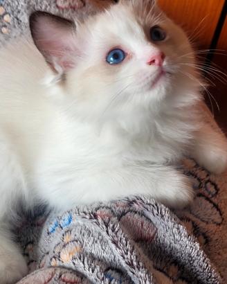 Meravigliosi Cuccioli di Ragdoll