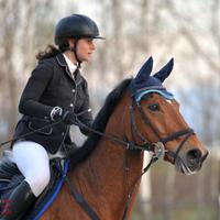 Cavallo sella francese castrone 2007