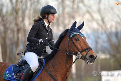 Cavallo sella francese castrone 2007