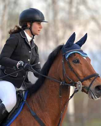 Cavallo sella francese castrone 2007